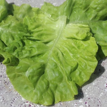 Salat White Boston (Samen)