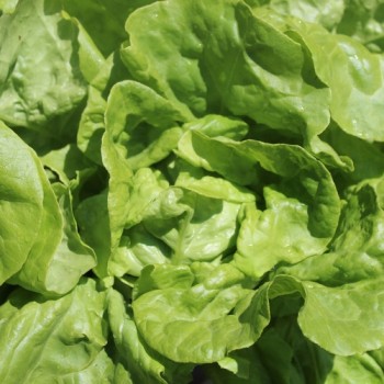 Salat White Boston (Samen)