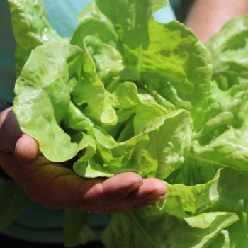 Salat White Boston (Samen)