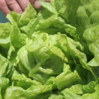 Salat White Boston (Samen)