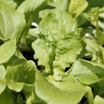 Salat White Boston (Samen)