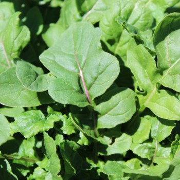 Salatrauke Fireworks (Samen)