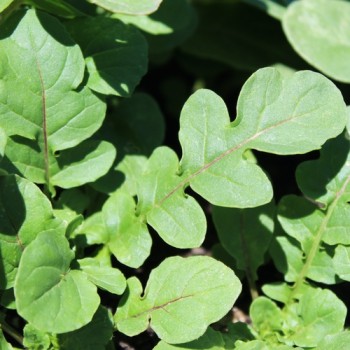 Salatrauke Fireworks (Samen)