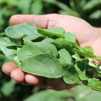 Salatrauke Fireworks (Samen)