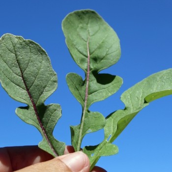 Salatrauke Fireworks (Samen)