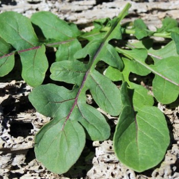 Salatrauke Fireworks (Samen)