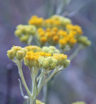 Sand-Strohblume (Samen)