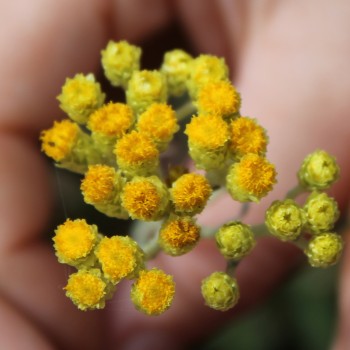Sand-Strohblume (Samen)