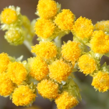Sand-Strohblume (Samen)