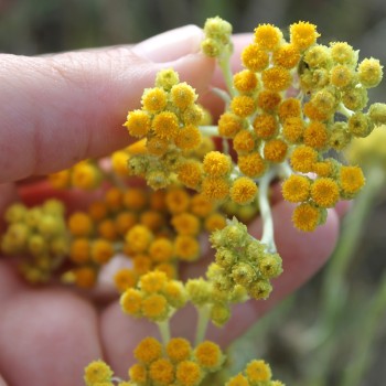 Sand-Strohblume (Samen)