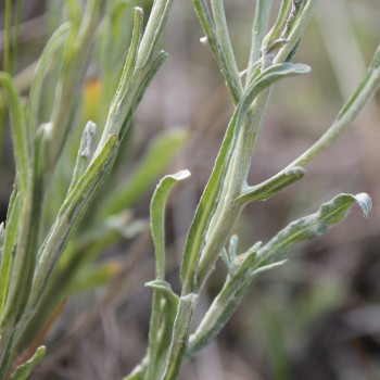 Sand-Strohblume (Samen)
