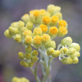 Sand-Strohblume (Samen)