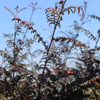 Neu! Sansho Purple Leaf (Pflanze)