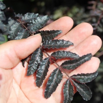 Neu! Sansho Purple Leaf (Pflanze)