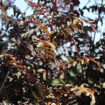 Neu! Sansho Purple Leaf (Pflanze)