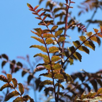 Neu! Sansho Purple Leaf (Pflanze)