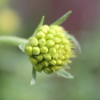 Scabiose Fata Morgana (Samen)