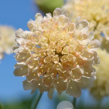 Scabiose Fata Morgana (Samen)