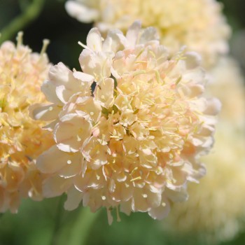 Scabiose Fata Morgana (Samen)