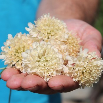 Scabiose Fata Morgana (Samen)