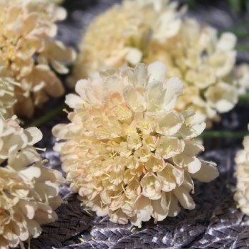 Scabiose Fata Morgana (Samen)