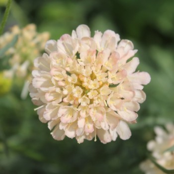 Scabiose Fata Morgana (Samen)