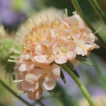 Scabiose Fata Morgana (Samen)