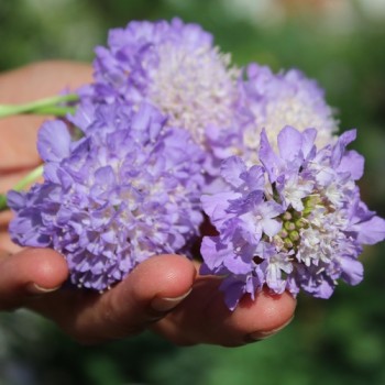 Scabiose Lavender Blue (Samen)