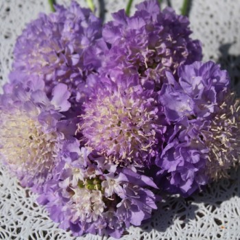 Scabiose Lavender Blue (Samen)