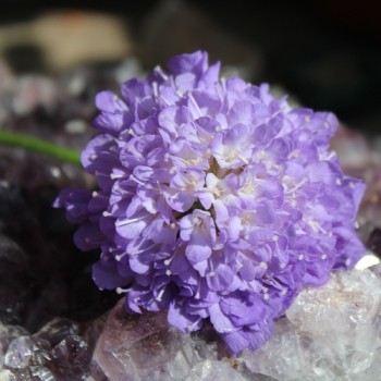 Scabiose Lavender Blue (Samen)