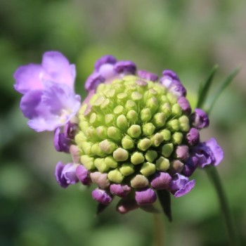 Scabiose Lavender Blue (Samen)