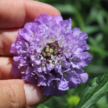 Scabiose Lavender Blue (Samen)