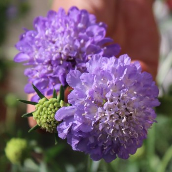 Scabiose Lavender Blue (Samen)