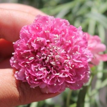 Scabiose Salmon Rose (Samen)