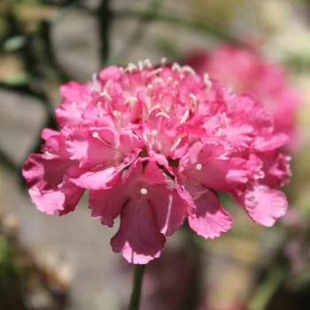 Scabiose Salmon Rose (Samen)