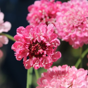 Scabiose Salmon Rose (Samen)