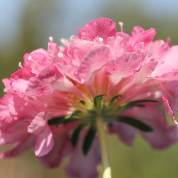 Scabiose Salmon Rose (Samen)