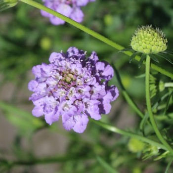 Scabiose Lavender Blue (Samen)