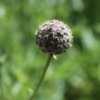 Skabiosen-Flockenblume (Samen)
