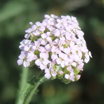 Schafgarbe Wildform (Samen)