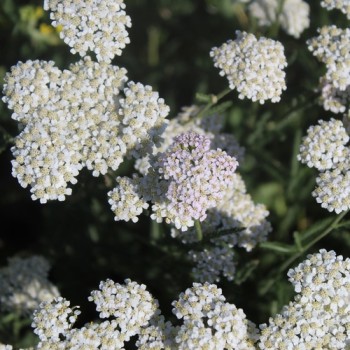 Schafgarbe Wildform (Samen)