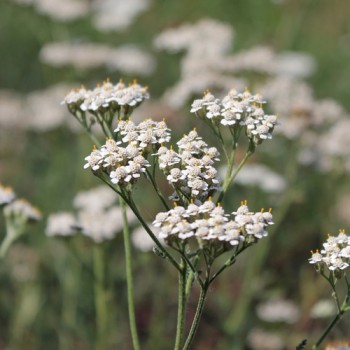 Schafgarbe Wildform (Samen)