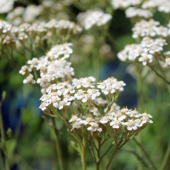 Schafgarbe Wildform (Samen)