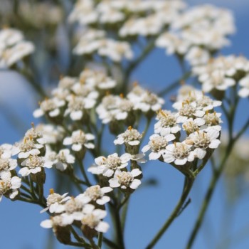 Schafgarbe Wildform (Samen)
