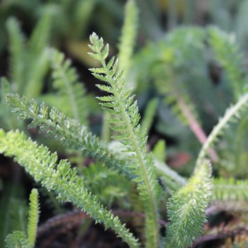 Schafgarbe Wildform (Samen)