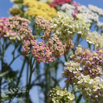 Schafgarbe Summer Pastels (Samen)