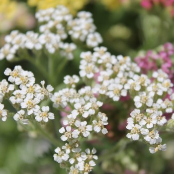 Schafgarbe Summer Pastels (Samen)