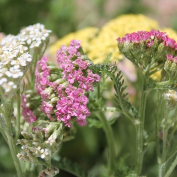 Schafgarbe Summer Pastels (Samen)