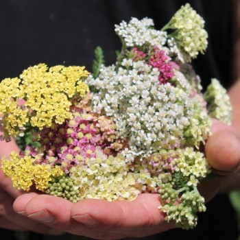 Schafgarbe Summer Pastels (Samen)