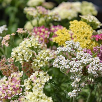 Schafgarbe Summer Pastels (Samen)